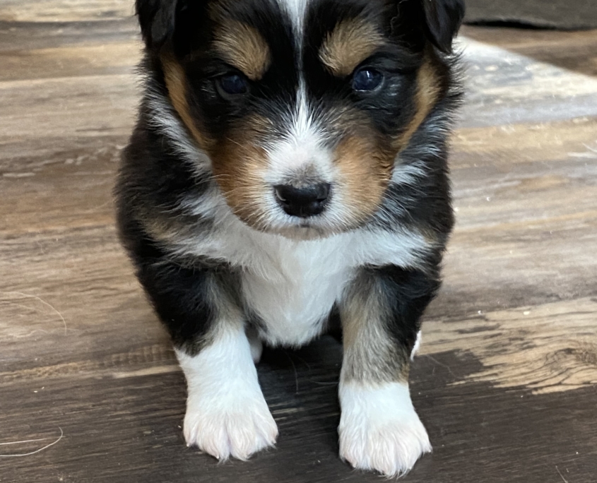Puppies Archives Silver Woods Farm